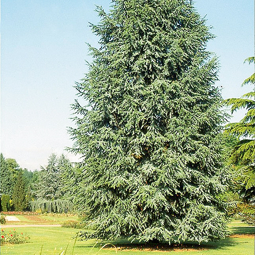 레바논삼나무 패스티기아타