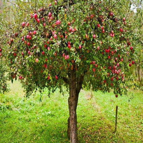 사과나무 사과 알프스오토메