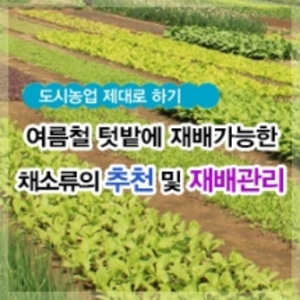 여름철 텃밭재배 가능한 채소류 추천 및 텃밭 재배관리