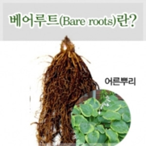 베어루트(Bare roots)란?
