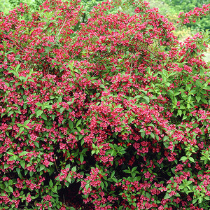 병꽃나무 브리스톨 루비