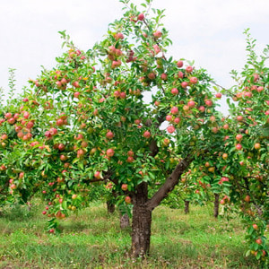 사과나무 사과 루비에스(Ruby&#039;s)