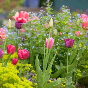 블루밍 정원 튤립 구근 세트 (씨앗 포함)
